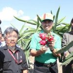 Bupati Siak Tinjua Panen Cabai Merah di Desa Rawang