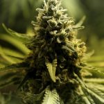 Parlemen Jerman Mengizinkan Penggunaan Ganja untuk Medis