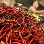 Antisipasi Krisis Cabai, Distanak Pekanbaru Bagikan 20 Ribu Bibit