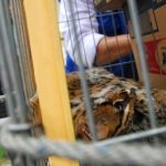 Petugas Gerebek Rumah Penyimpan Puluhan Satwa Liar di Pekanbaru