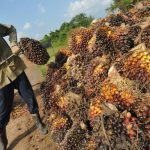 Pemerintah Tampung Limbah Sawit Demi Efisiensi Tarif Listrik
