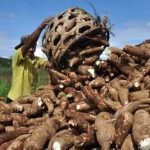 Kabupaten Kapuas Hulu Kembangkan Tepung Singkong Fermentasi