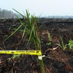 Sempat Disegel, Perusahaan Sawit Ini Kembali Buka Hutan di Aceh