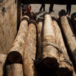 Aksi Pencurian Kayu Hutan Lindung Buton Utara Makin Masif