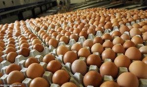 Banyak Makan Telur Bisa Membuat Bau Badan Jadi Amis