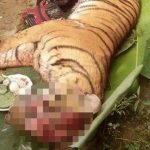 Polda Sumut Siap Bantu BBKSDA Ungkap Motif Kematian Harimau Sumatera