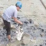 ​Bakau Tepi Pantai Ikut Mati diduga Akibat Stearin