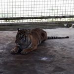 Misteri Bonita yang Gegerkan Ahli Harimau Dunia, Nyaman Hidup Berdampingan Dengan Manusia