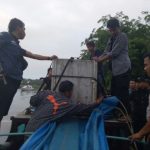 Ditembak Bius dari Jarak 15 Meter, Pelarian Panjang Harimau Bonita Berakhir