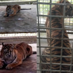 Harimau Bonita yang Bikin Heboh, Kondisinya Sehat dan Bahenol