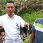 Pelaku Pembunuh Empat Beruang Madu yang Viral di Medsos Akhirnya Ditangkap