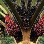 Ternyata Ini Penyebab Harga TBS Kelapa Sawit Turun