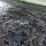 Bermodal Rp2 Jutaan Sudah Bisa Budidaya Ikan Lele, Ini Perhitungannya…!